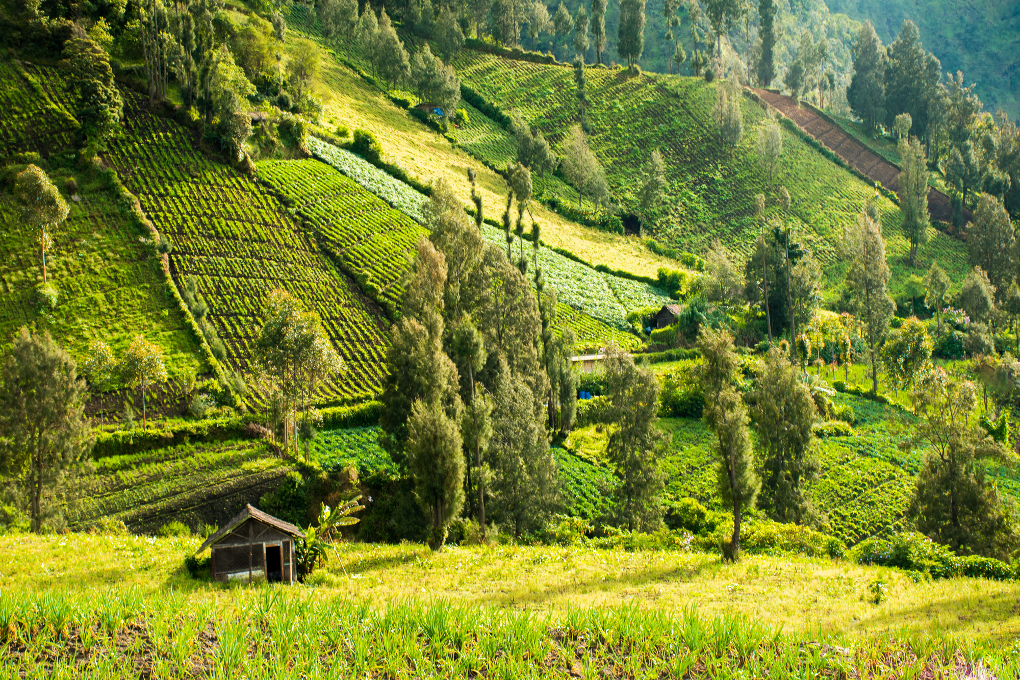 Bromo, Sopka, Indonésie