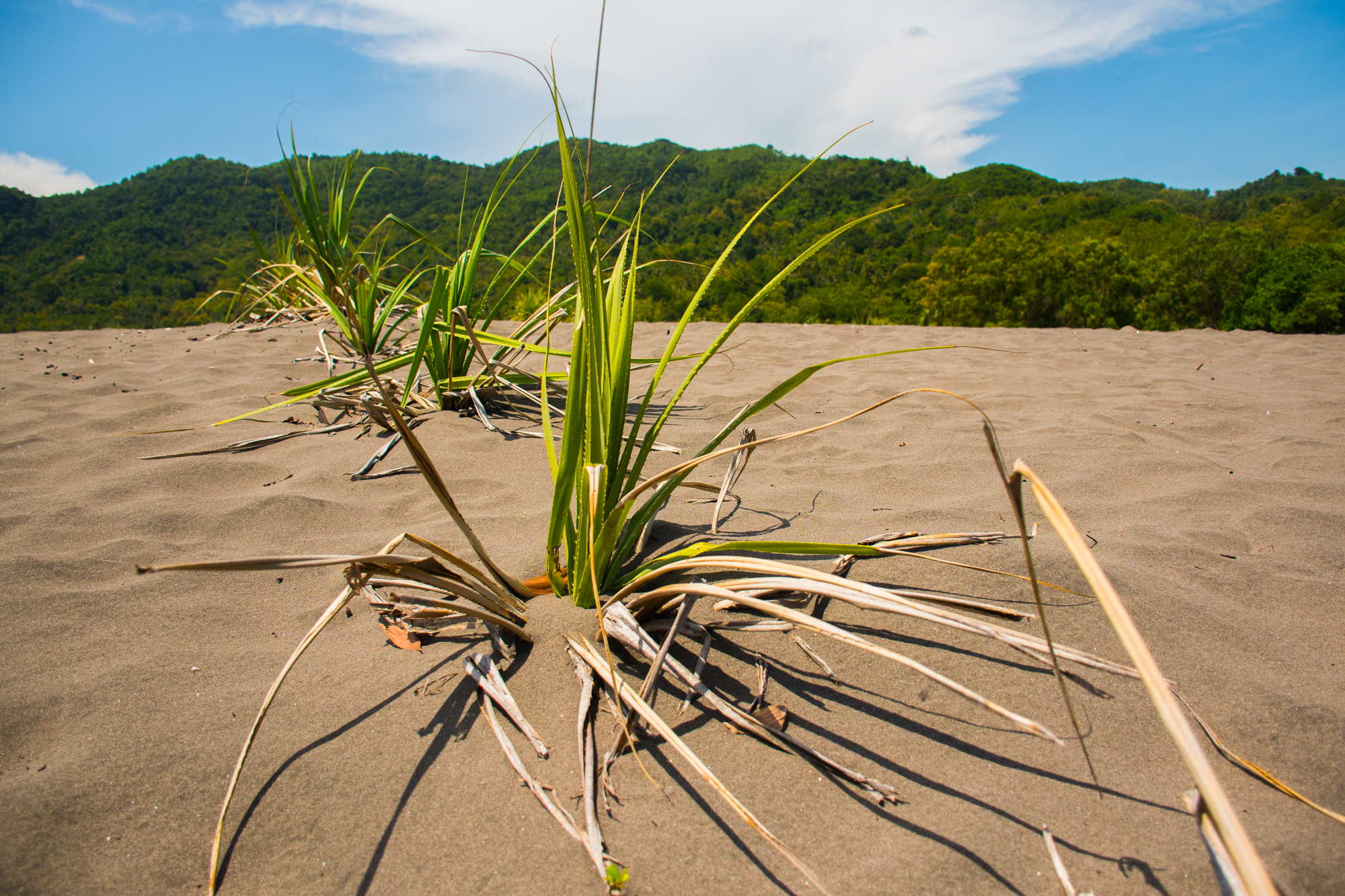 Parangkusumo Sand Dunes