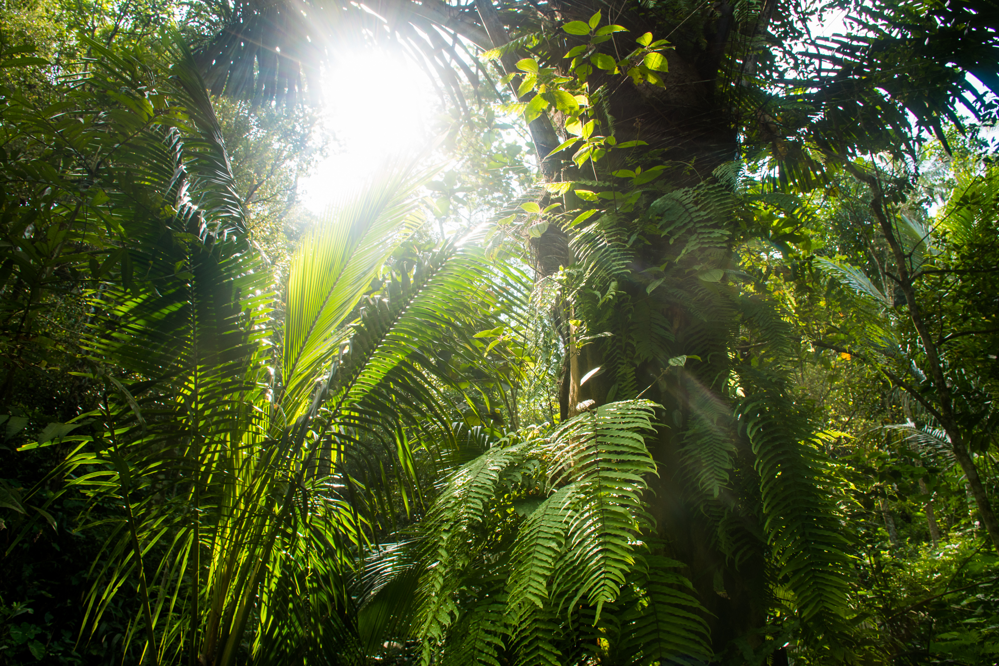 Nglinggo čajové plantáže