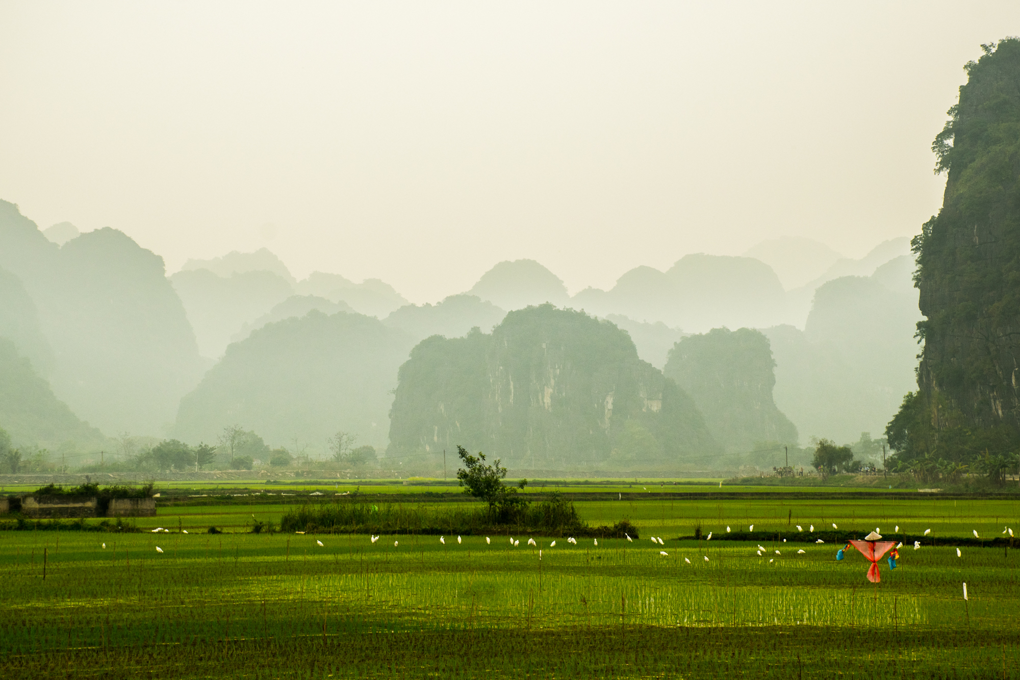 Ning Binh r&yacute;žov&eacute; pole