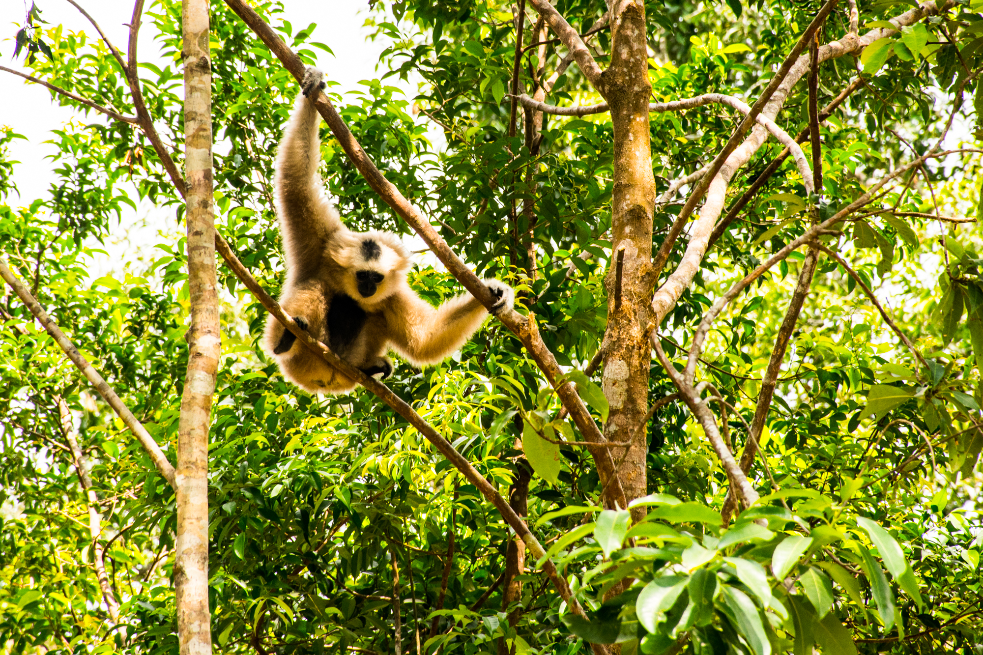Safari Phu Quoc